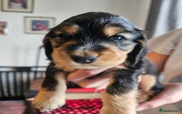 Cocker Spaniel dogs for sale: Sable Show Cocker spaniel Puppies ready now - Image 18