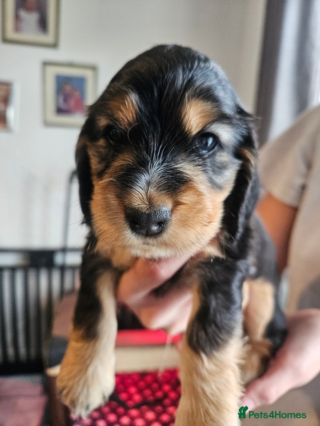 Cocker Spaniel dogs for sale: Sable Show Cocker spaniel Puppies ready now - Image 18