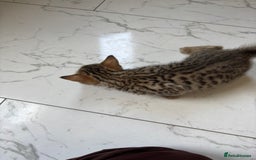 Bengal cats for sale: Bengal Kittens Ready2Go (Mother is TICA certified) in London - Image 13