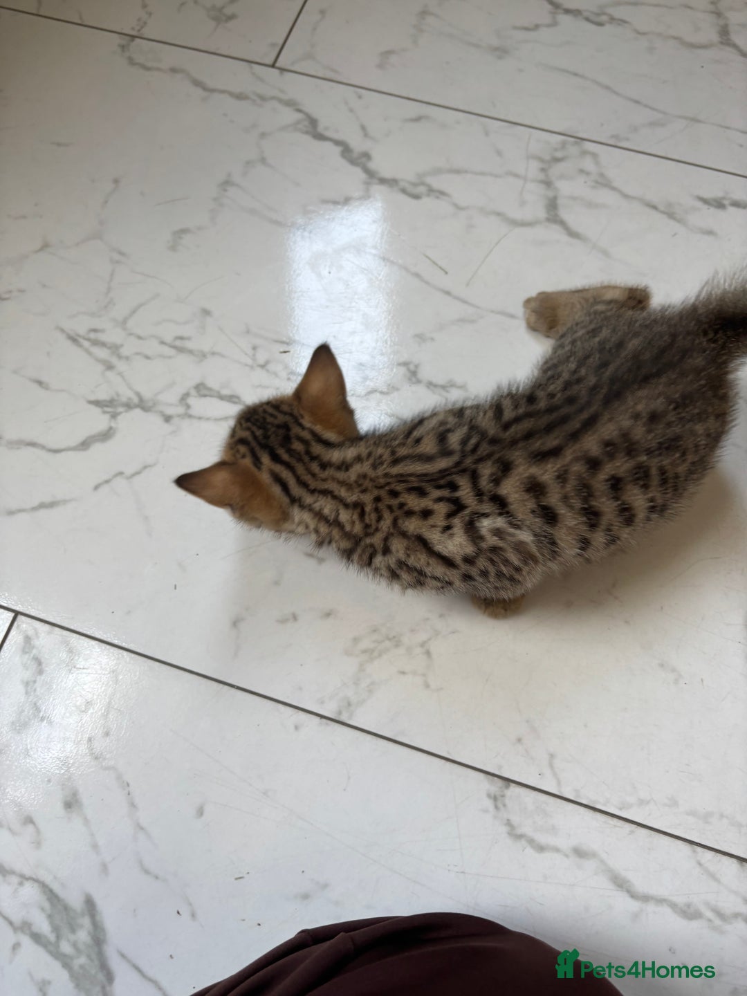 Bengal cats for sale: Bengal Kittens Ready2Go (Mother is TICA certified) in London - Image 13