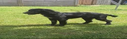 Cocker Spaniel dogs for sale: Fully Trained 7 Year Old Cocker Spaniel - Advert 2