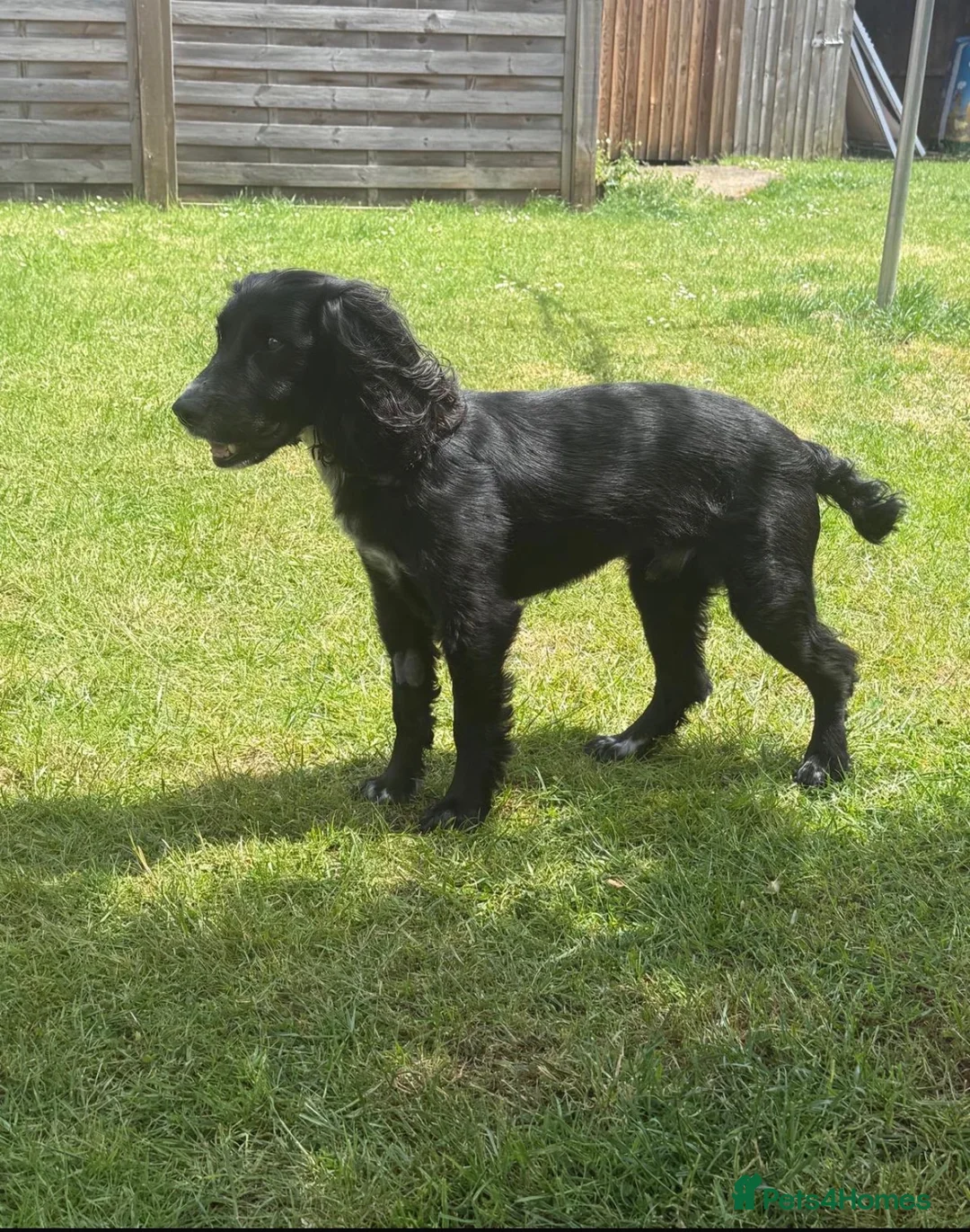 Cocker Spaniel dogs for sale: Fully Trained 7 Year Old Cocker Spaniel - Advert 2