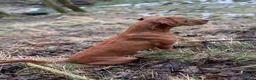 Labrador Retriever dogs for sale: Beautiful KC Reg Dark Fox Red Labrador Puppies - Advert 11