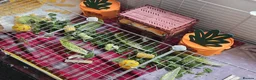 Guinea Pig rodents for sale: Duke & Patrick  in Caldicot - Advert 9