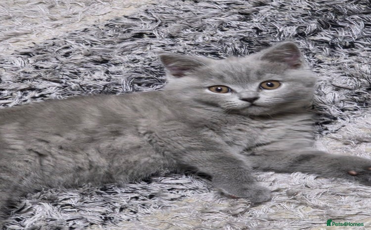 British Shorthair cats - Advert 1