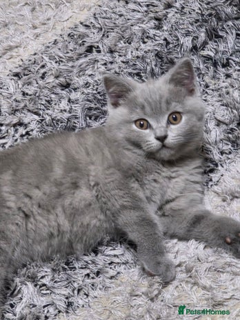 British Shorthair cats - Advert 2