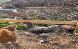 Chickens poultry for sale: Mix Brahma cockerel  - Image 1