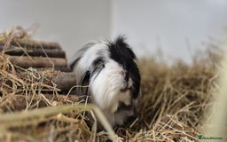 Guinea Pig rodents for sale: Bonded pair of boys - Image 2