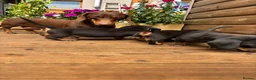 Miniature Dachshund dogs for sale: Stunning KC Pedigree Miniature Dachshund Puppies - Advert 9