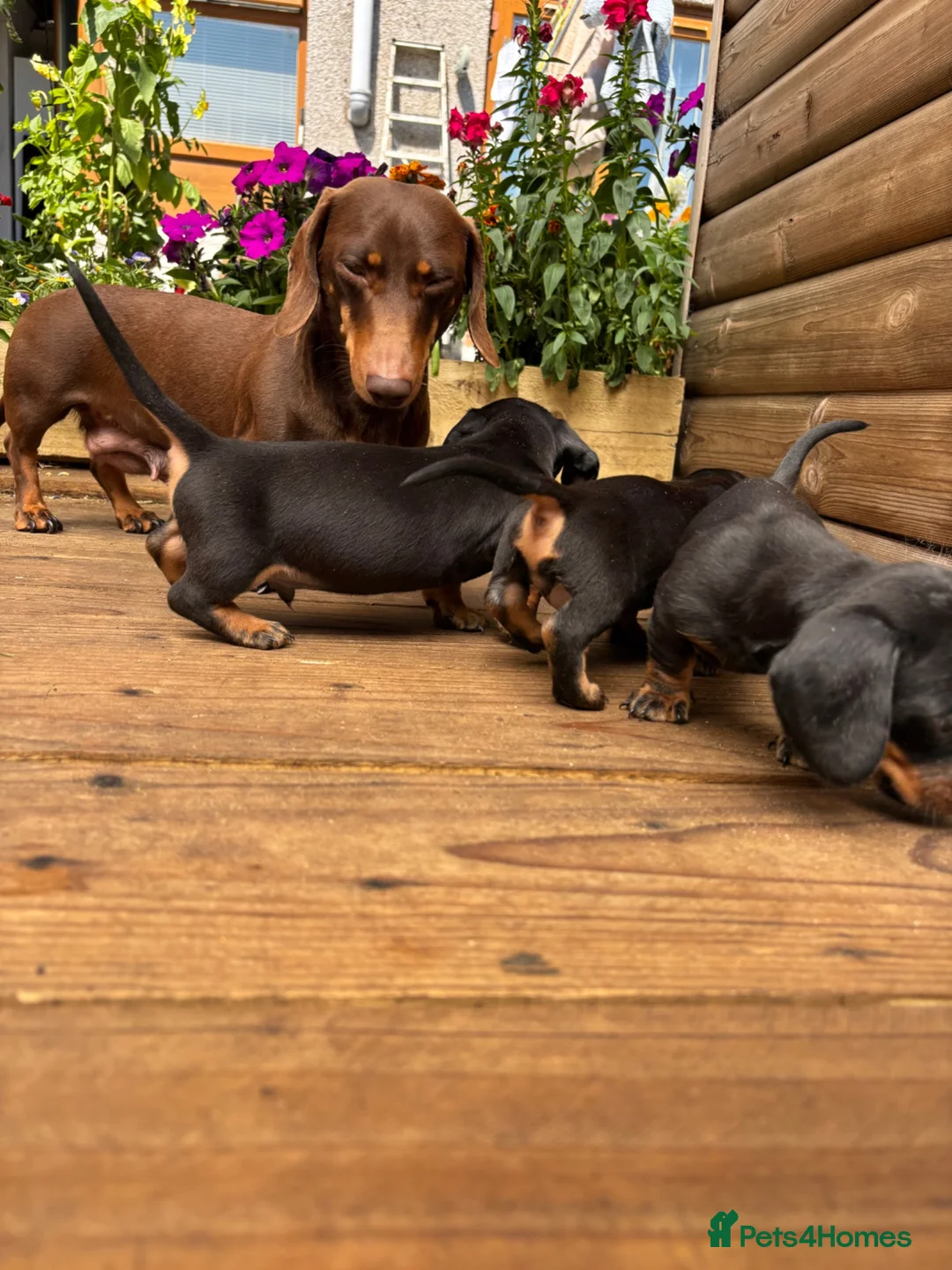 Miniature Dachshund dogs for sale: Stunning KC Pedigree Miniature Dachshund Puppies - Advert 9