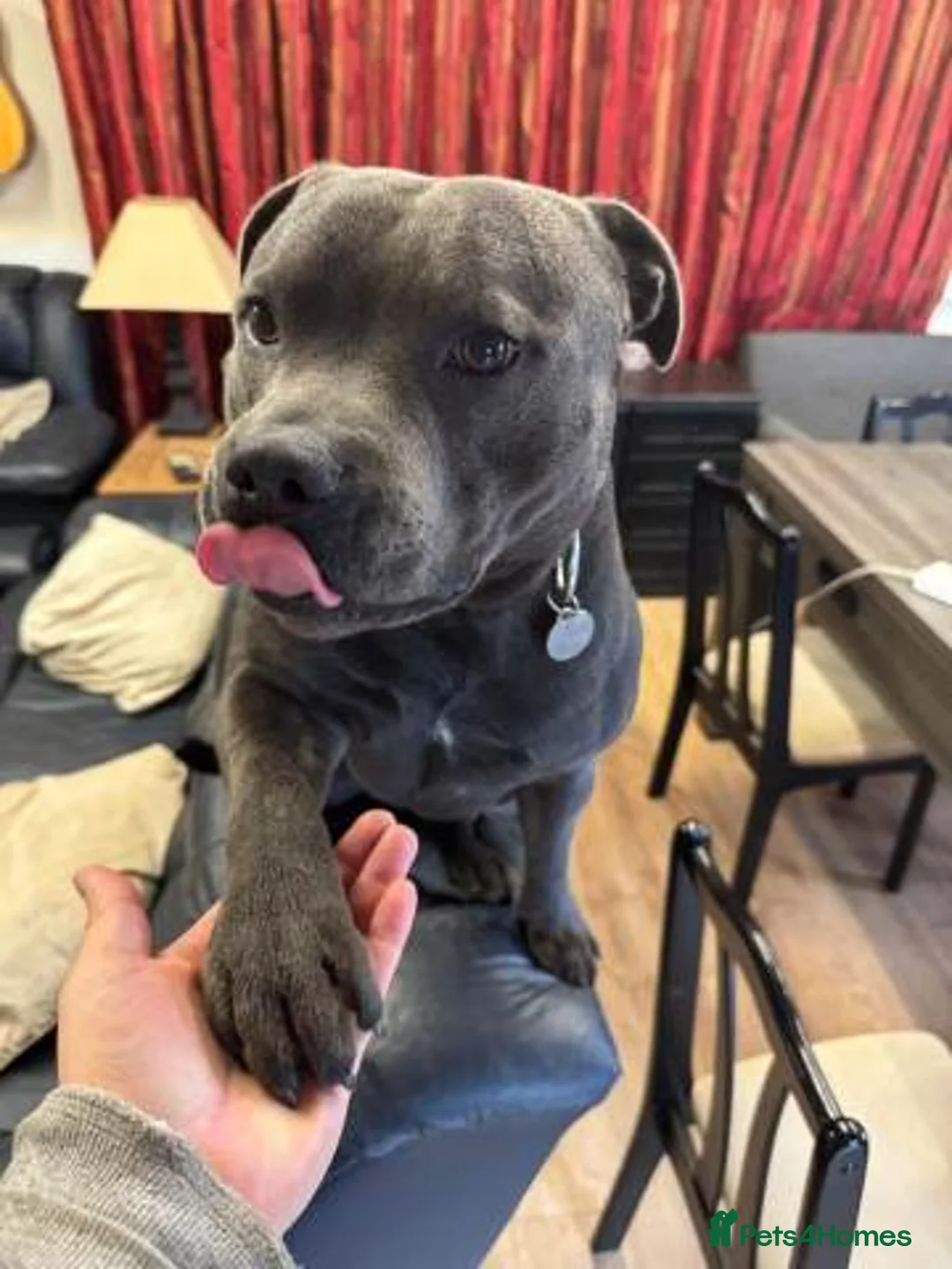 Staffordshire Bull Terrier dogs for sale: Stunning 100% Outstanding Staffy Puppies  - Advert 25