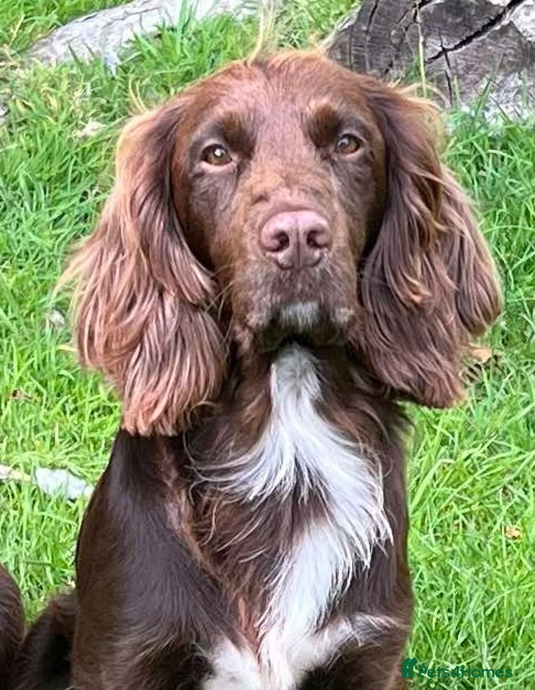 Cocker Spaniel dogs for stud: Cocker spaniel for stud extensively health tested  in Shrewsbury - Advert 35