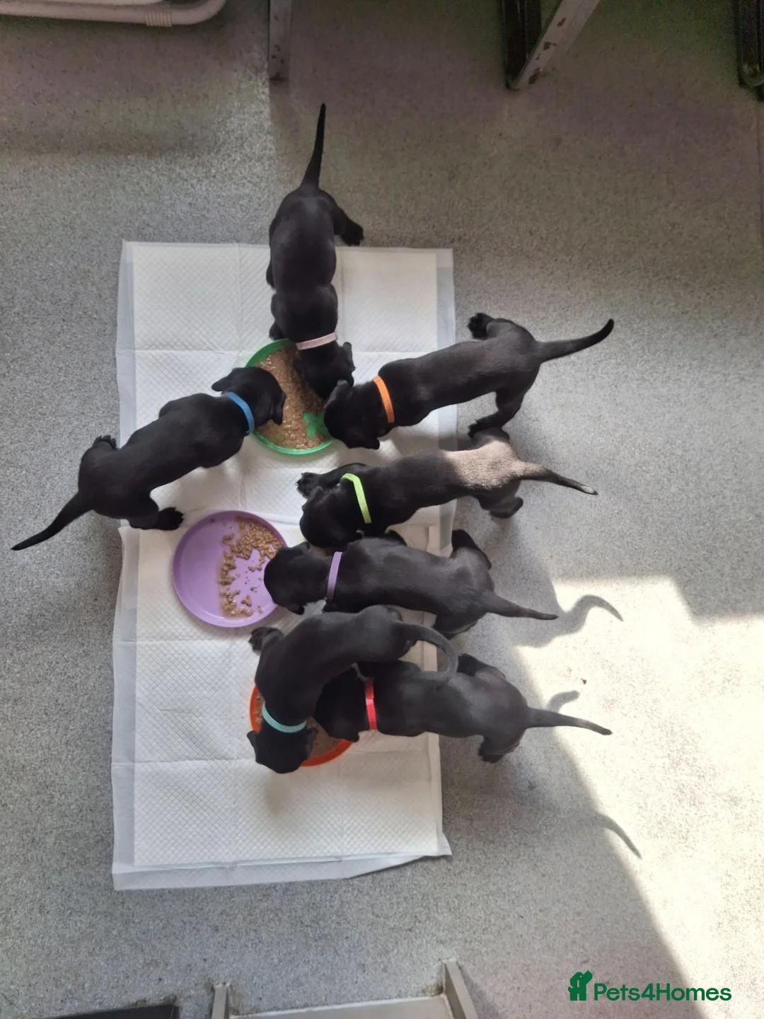 Mixed Breed dogs for sale: Doberdor puppies!!! - Advert 11