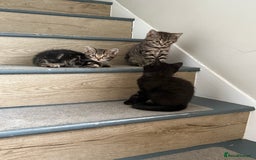 Mixed Breed cats for sale: British shorthair cross kittens  - Image 11