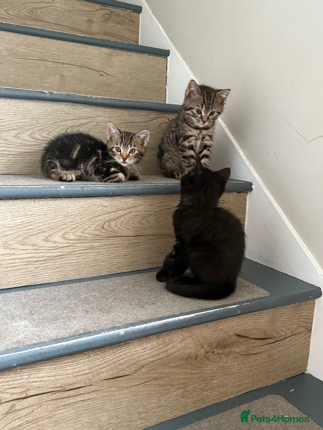 Mixed Breed cats for sale: British shorthair cross kittens  - Image 11