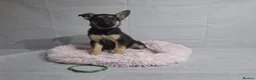 German Shepherd dogs for sale: Beautiful German shepherd puppies - Advert 12