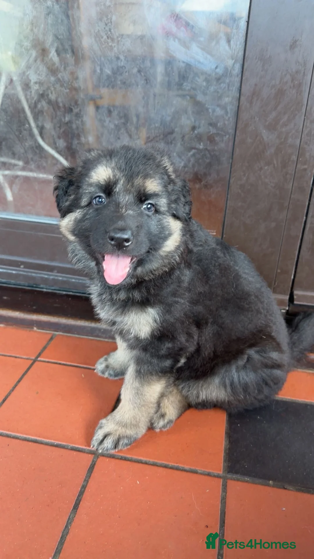 German Shepherd dogs for sale: German shepherd puppies - Advert 2