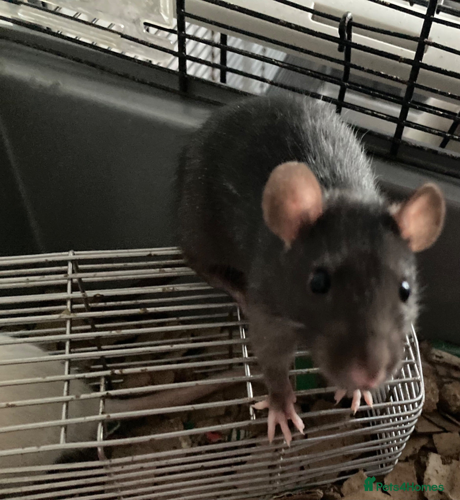 Rat rodents Rats for sale hull - Advert 1