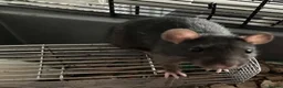 Rat rodents for sale: Rats for sale hull - Advert 1