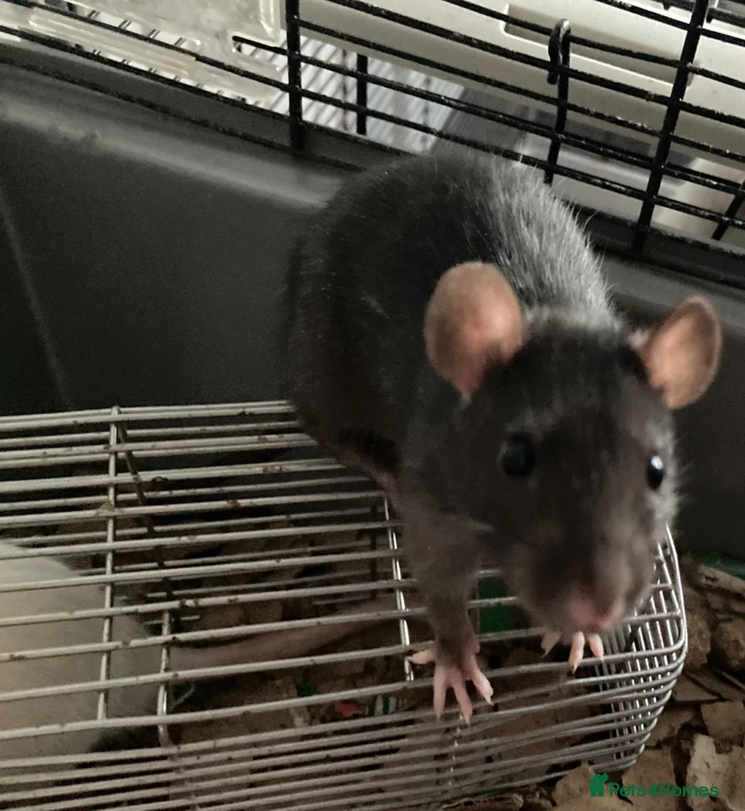 Rat rodents for sale: Rats for sale hull - Advert 1