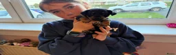 Jack Russell dogs for sale: Beautiful small bred Jack Russell puppies  - Advert 12