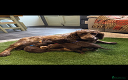 Cockapoo dogs for sale: F1 Cockapoo ( health tested parents) - Image 1