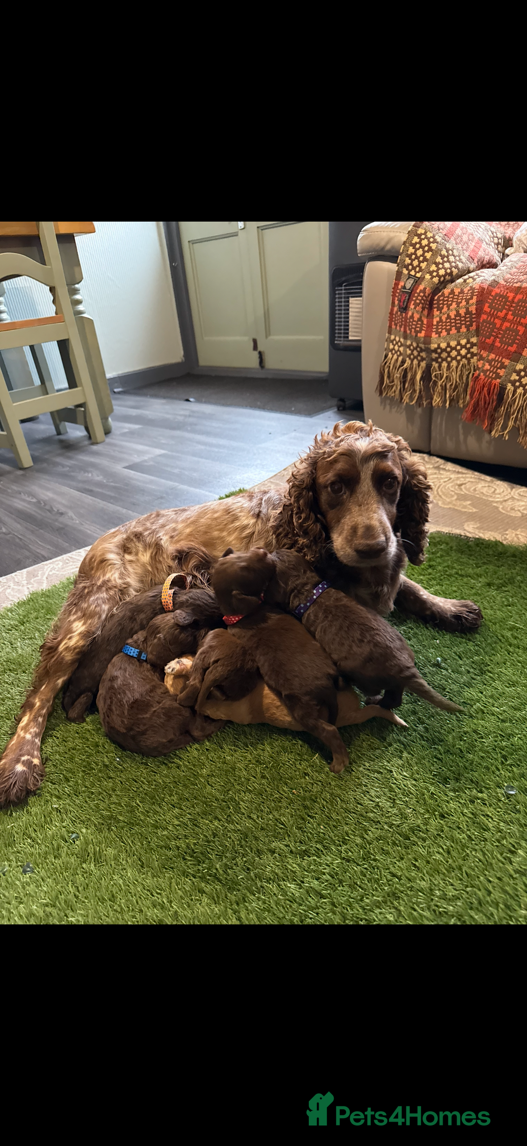 Cockapoo dogs for sale: F1 Cockapoo ( health tested parents) - Image 1