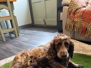 Cockapoo dogs - Advert 1