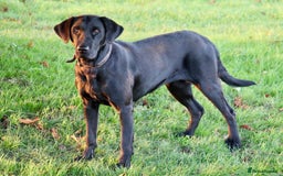 Labrador Retriever dogs for sale: All viewings booked or puppies reserved - Advert 7