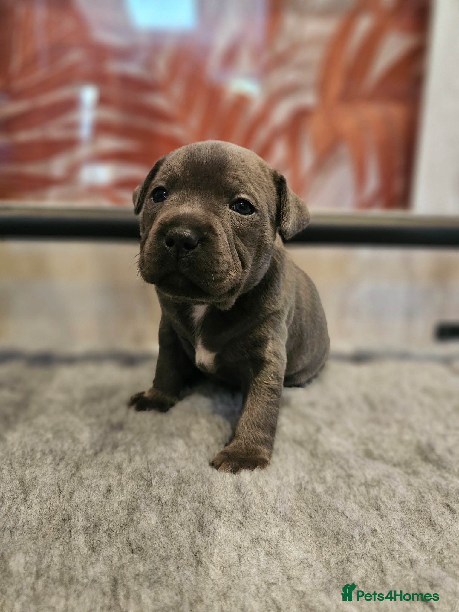 Staffordshire Bull Terrier dogs 💙 Blue Staffy Puppies | KC Reg | Health Tested  - Advert 1