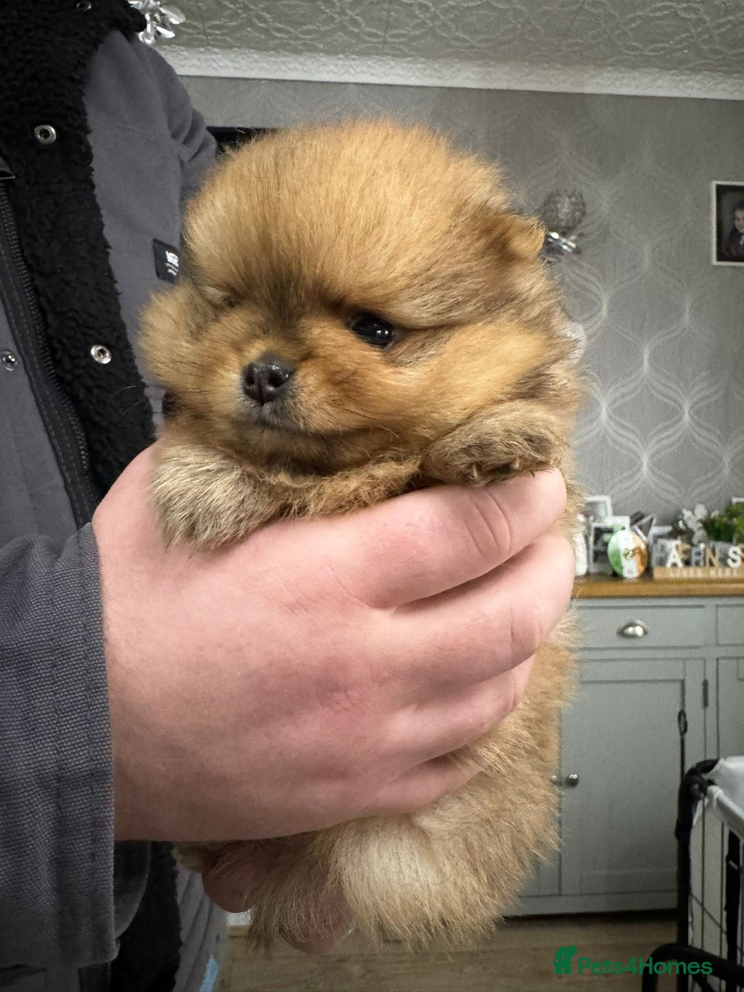 Pomeranian dogs for sale: 4 beautiful pomeranian - Advert 3