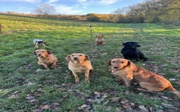 Labrador Retriever dogs for sale: KC Registered Health Tested Working Labs - Image 6