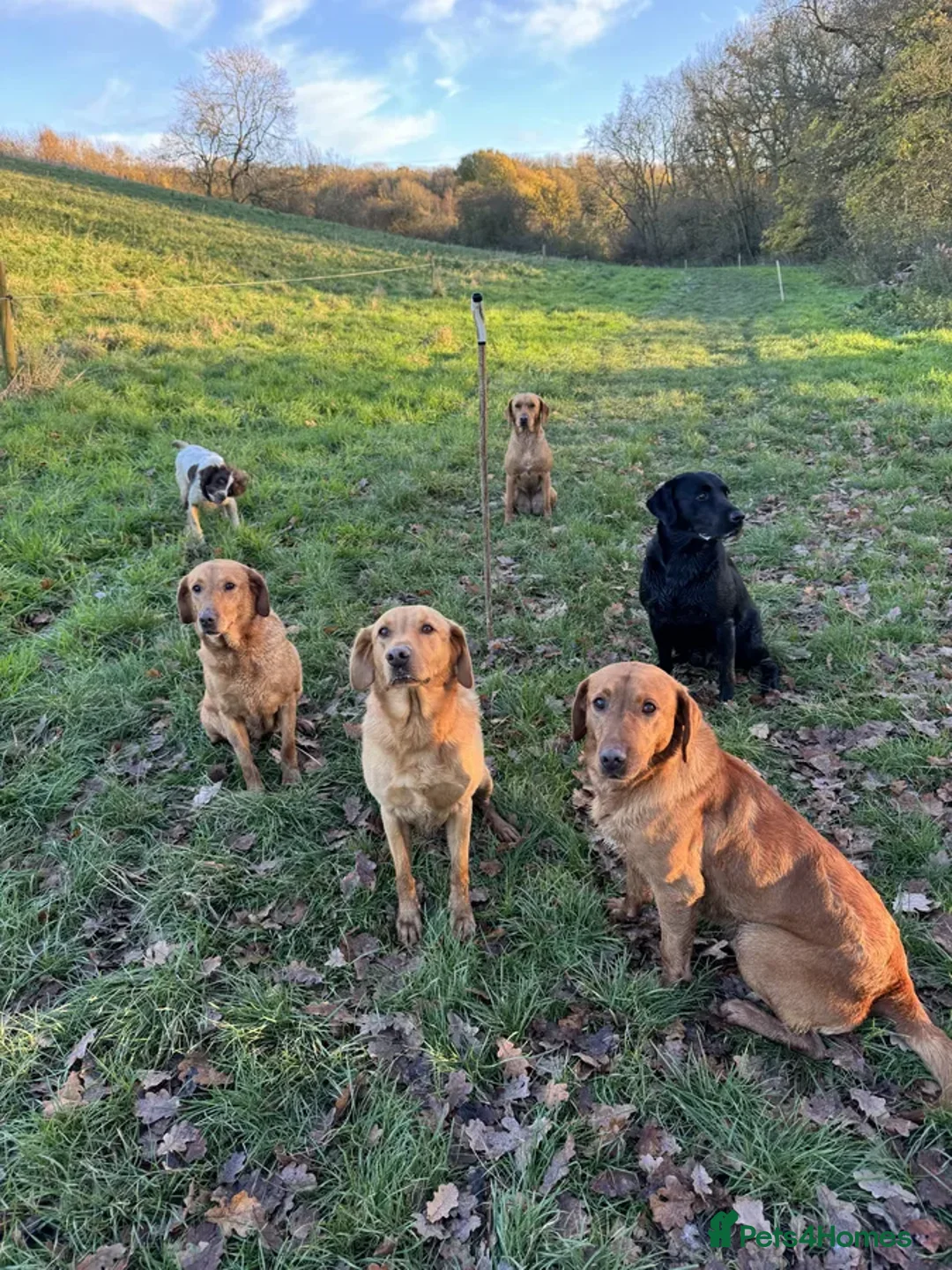 Labrador Retriever dogs for sale: KC Registered Health Tested Working Labs - Image 6
