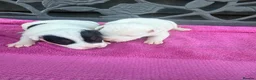 Jack Russell dogs for sale: Parson jack russles 5 boys 2 girls  - Advert 11
