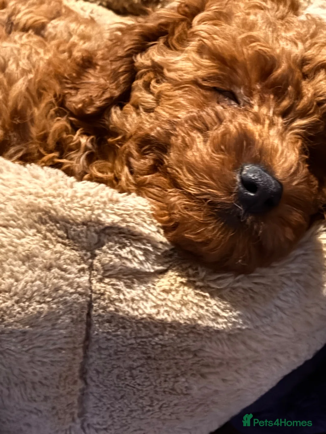 Australian Labradoodle dogs for sale: Double Doodles ( Australian mini labradoodles) - Advert 2
