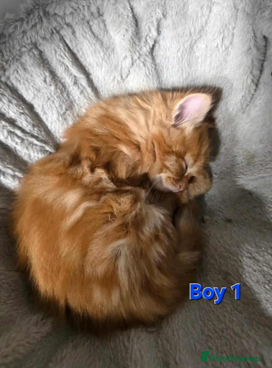 Mixed Breed cats for sale: Fluffy kittens - Advert 23