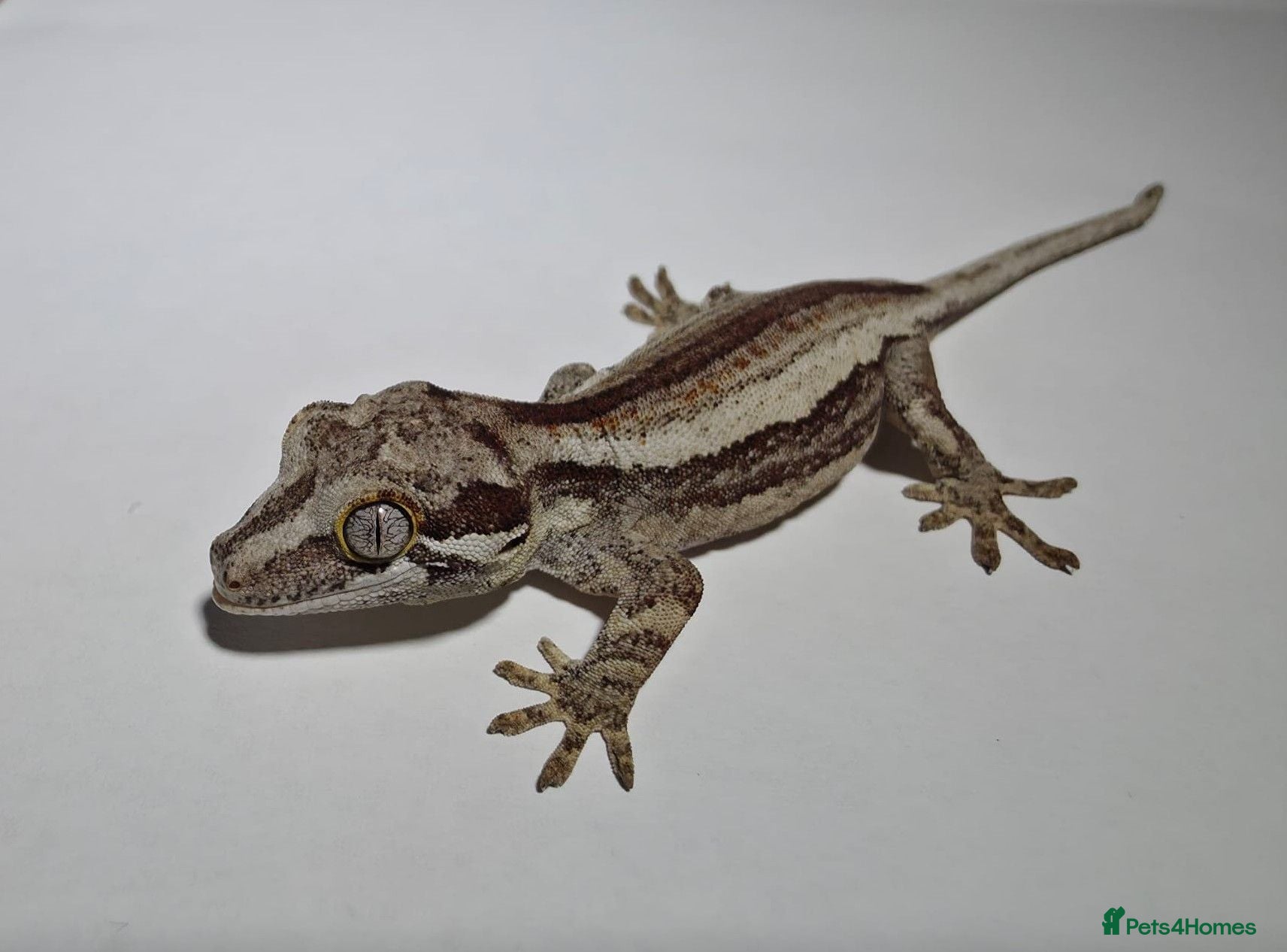 Gecko reptiles Gargoyle Gecko - Advert 2