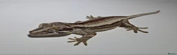 Gecko reptiles for sale: Gargoyle Gecko in Bexleyheath - Advert 2