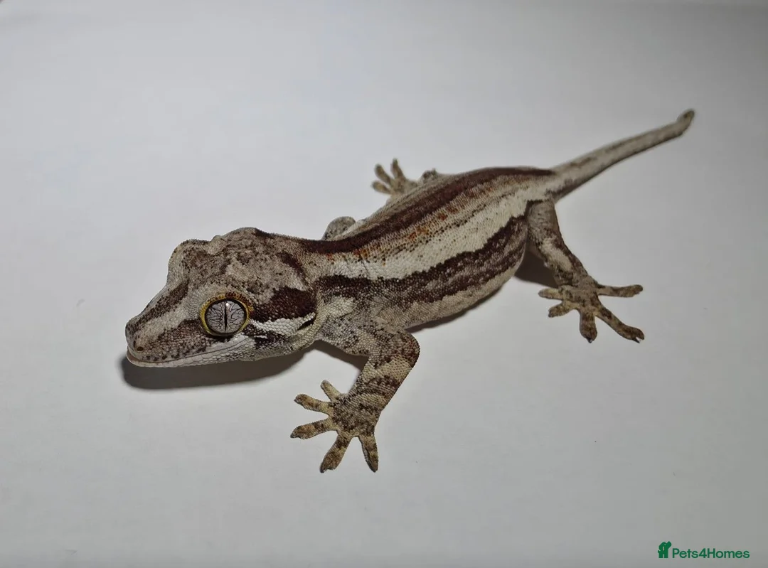 Gecko reptiles for sale: Gargoyle Gecko in Bexleyheath - Advert 2