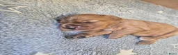 Cocker Spaniel dogs for sale: KC REGISTERED WORKING COCKER SPANIEL PUPPIES  - Advert 7
