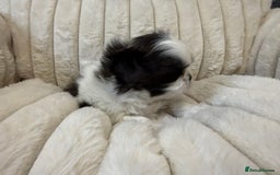 Shih Tzu dogs for sale: Exquisite Imperial Shih Tzu Puppies  - Image 17