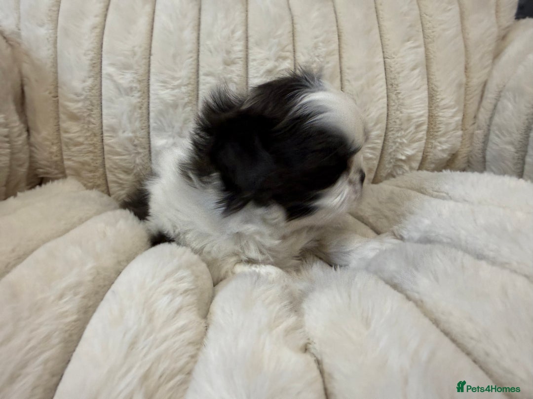 Shih Tzu dogs for sale: Exquisite Imperial Shih Tzu Puppies  - Image 17