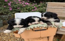 Bernedoodle dogs for sale: Bernadoodle 4 male home bred puppies  - Image 10