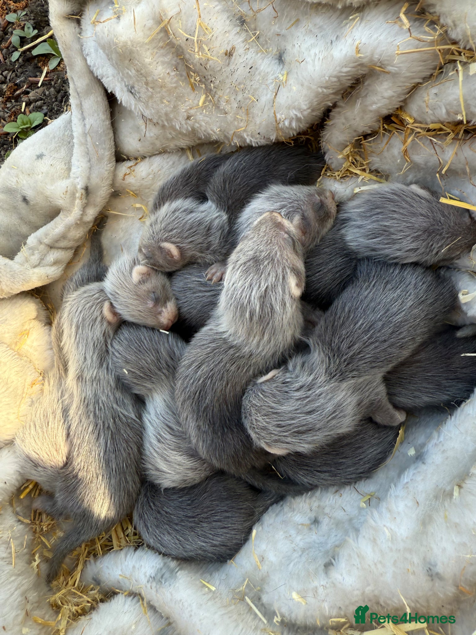 Ferret rodents Ferrets for sale  - Advert 14