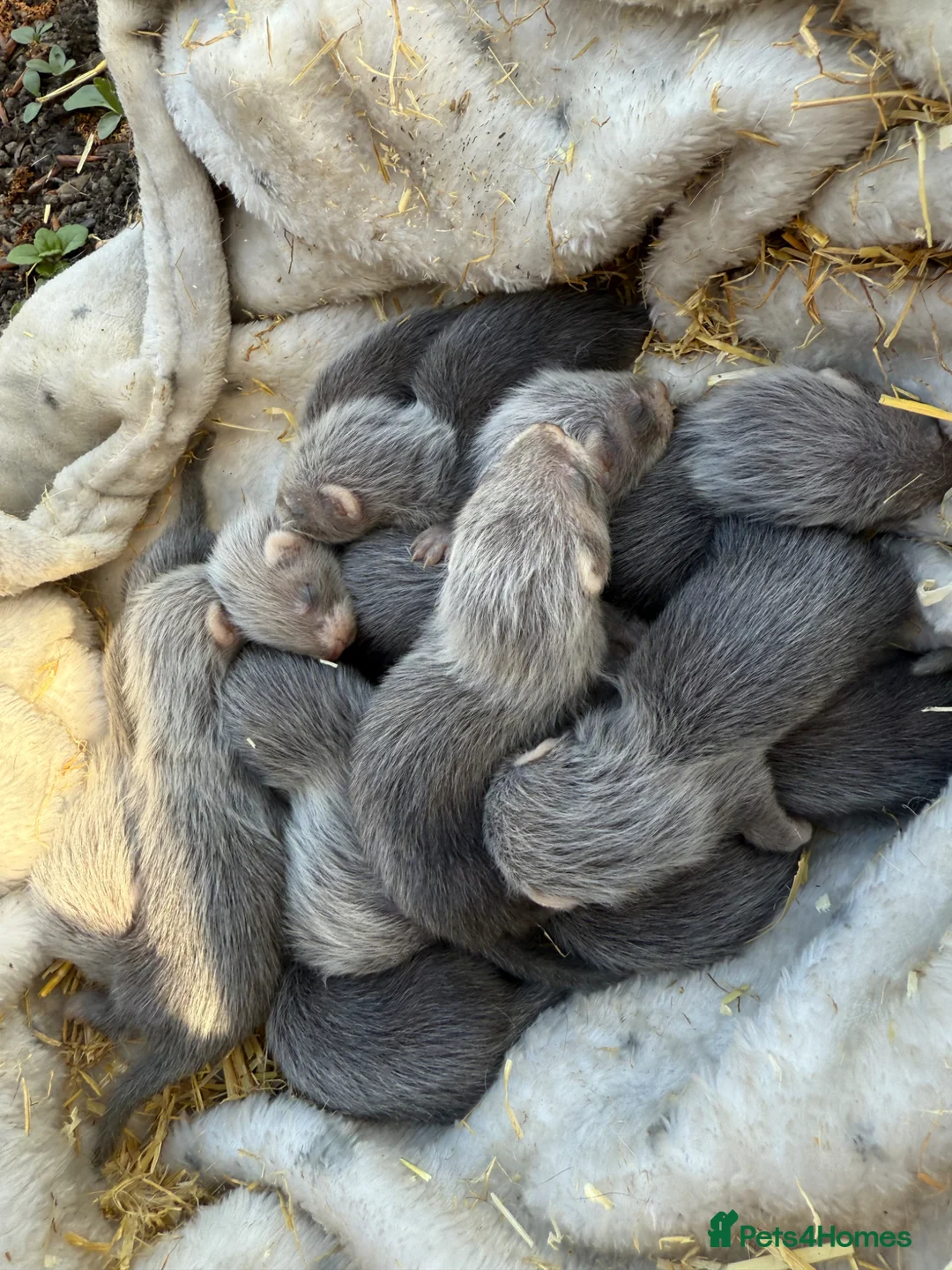 Ferret rodents for sale: Ferrets for sale  in Castleford - Advert 1
