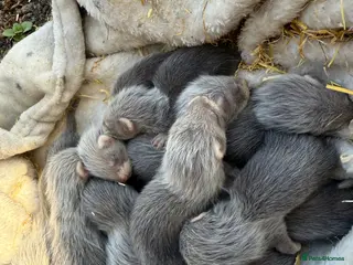 Ferret rodents Ferrets for sale - Advert 1