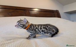 Bengal cats for sale: 🖤🤎 Gorgeous Bengal Kittens 🤎🖤 - Image 20