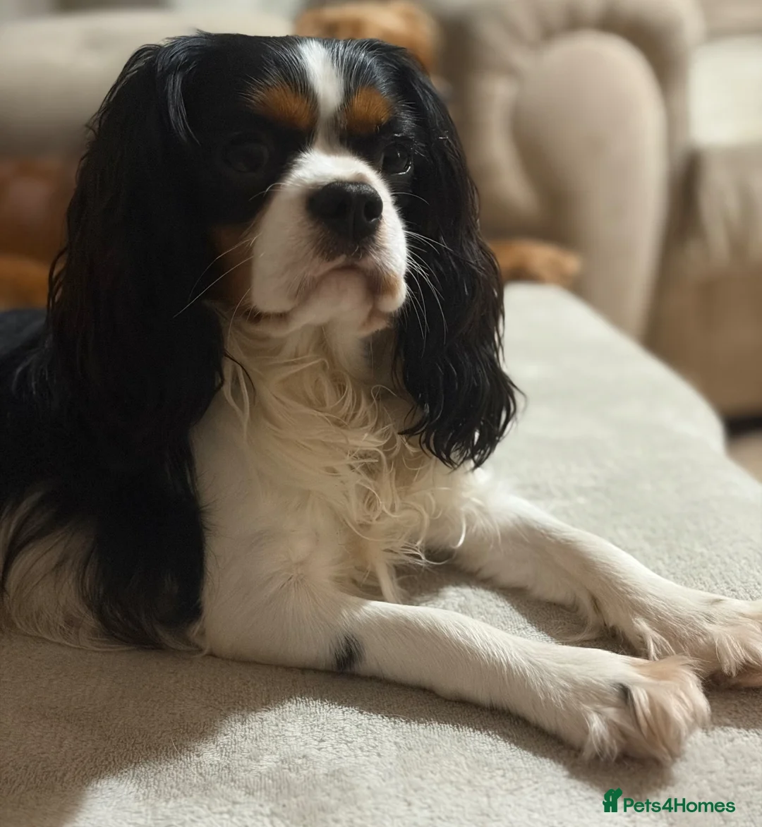 Cavalier King Charles Spaniel dogs for sale: Beautiful KC Registered Cavalier King Charles  - Advert 9
