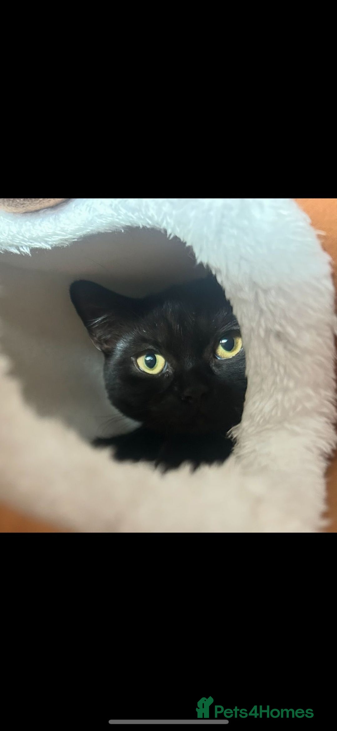 Bengal cats for sale: Bengal x British short hair kittens ready soon 15t - Advert 2