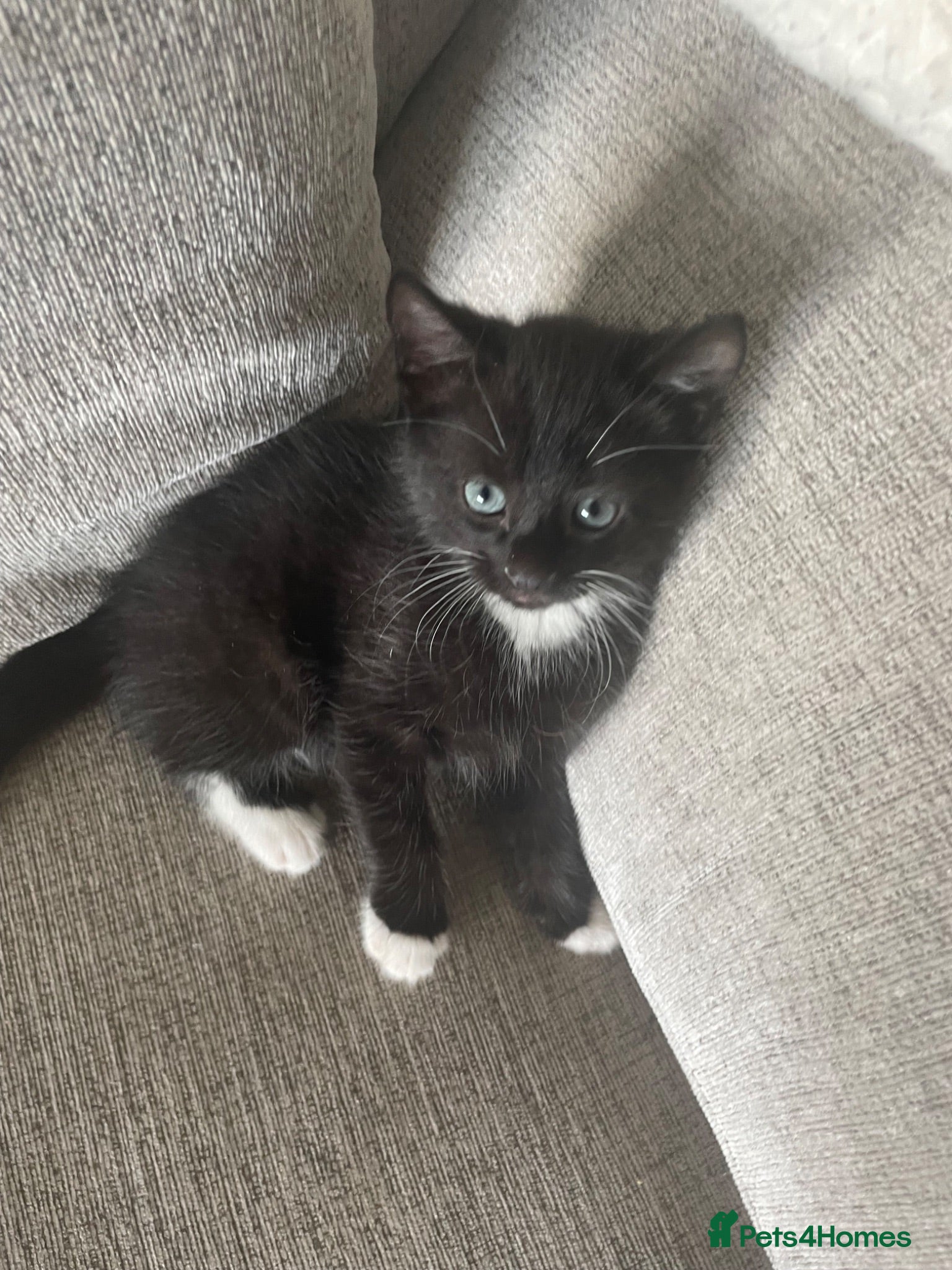 Mixed Breed cats Kittens  - Advert 10